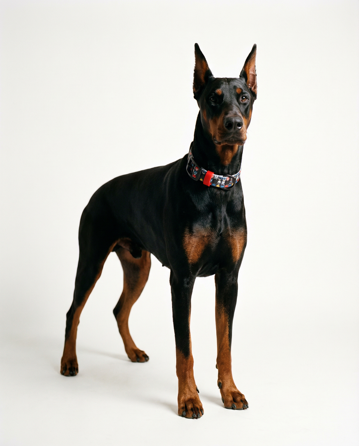A Doberman Pinscher standing in studio wearing the Superheroes Biothane collar