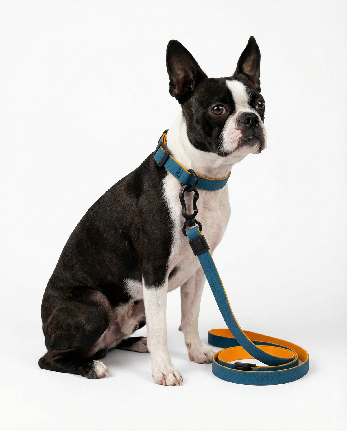 A Boston Terrier wearing the Hexagon waterproof walk set