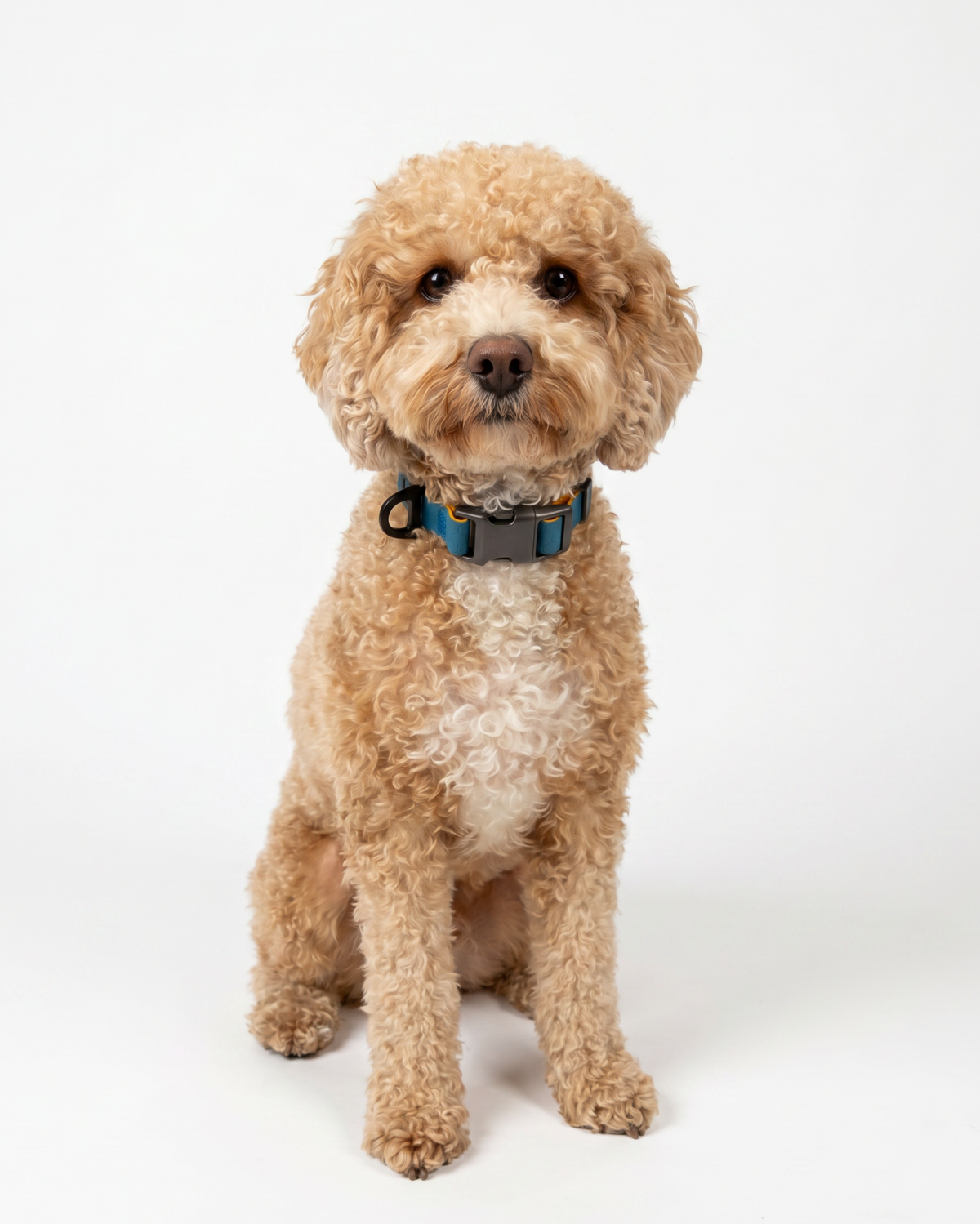 A small dog wearing the blue Hexagon waterproof collar