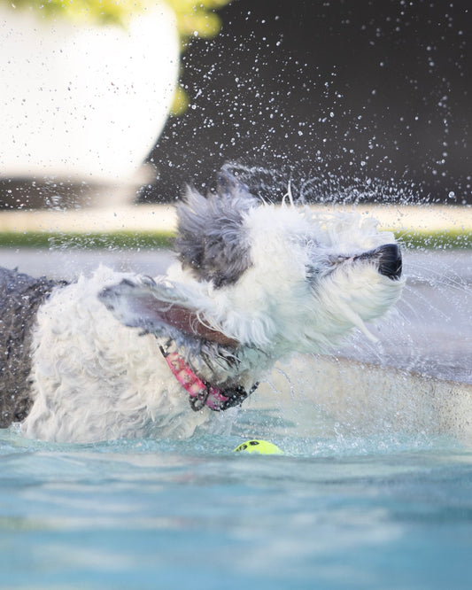 A black and white dog splashing in a swimming pool, holding a bright yellow ball in its mouth. Water droplets are frozen in the air, and a blurred potted plant is visible in the background.