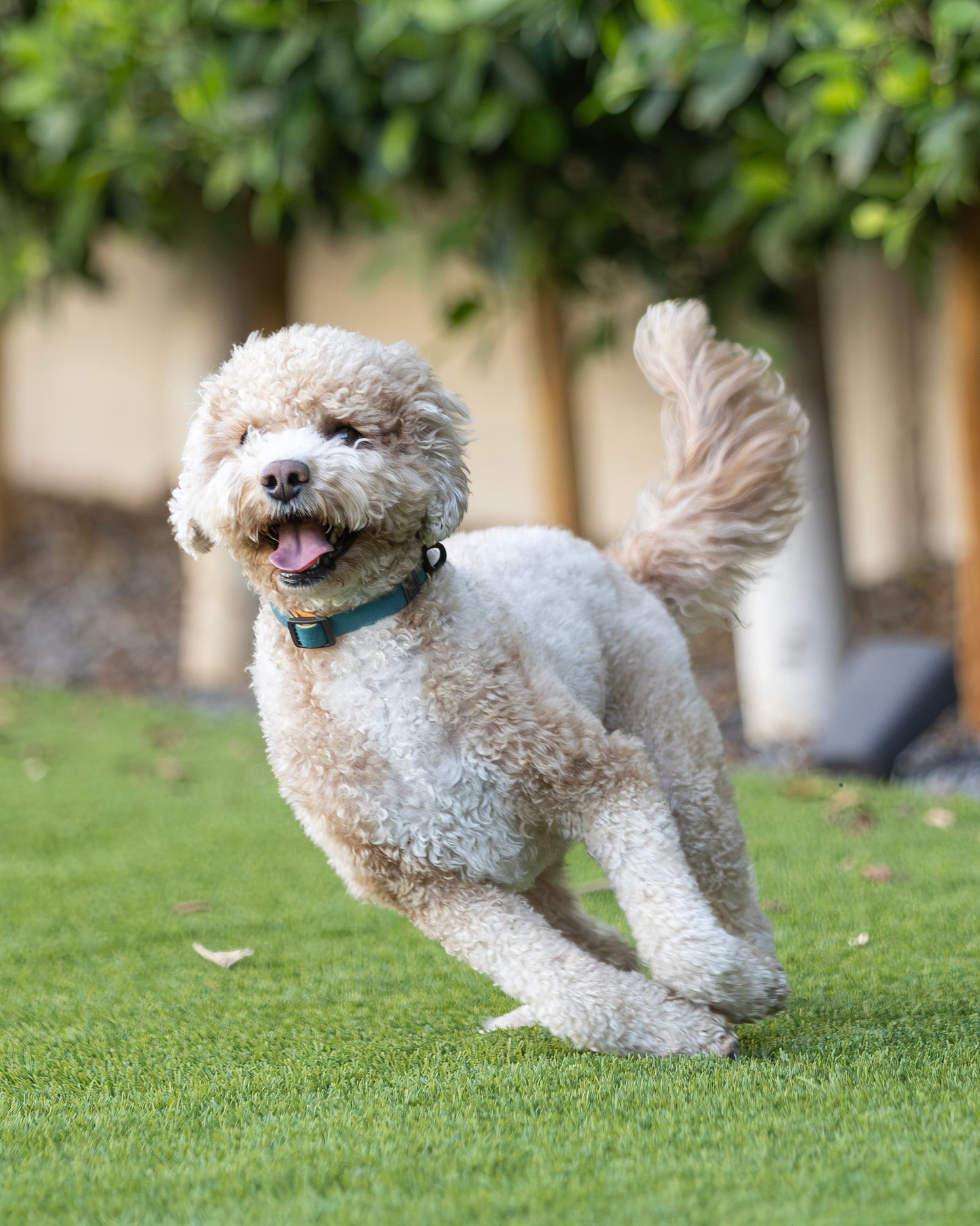 Hexagon Waterproof Collar For Small Dogs - 2 Colors