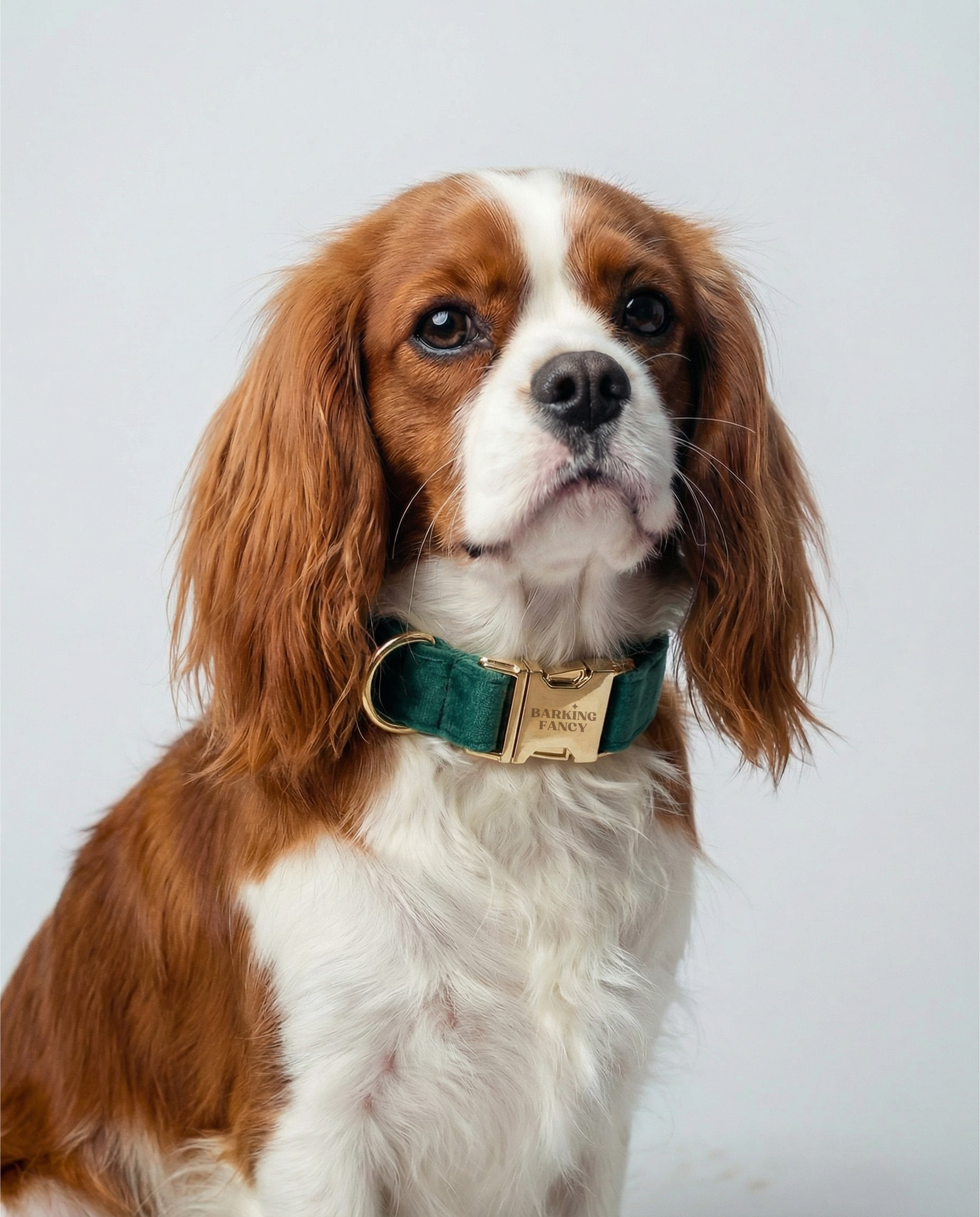 Cavalier King Charles Spaniel in green velvet dog collar with gold hardware