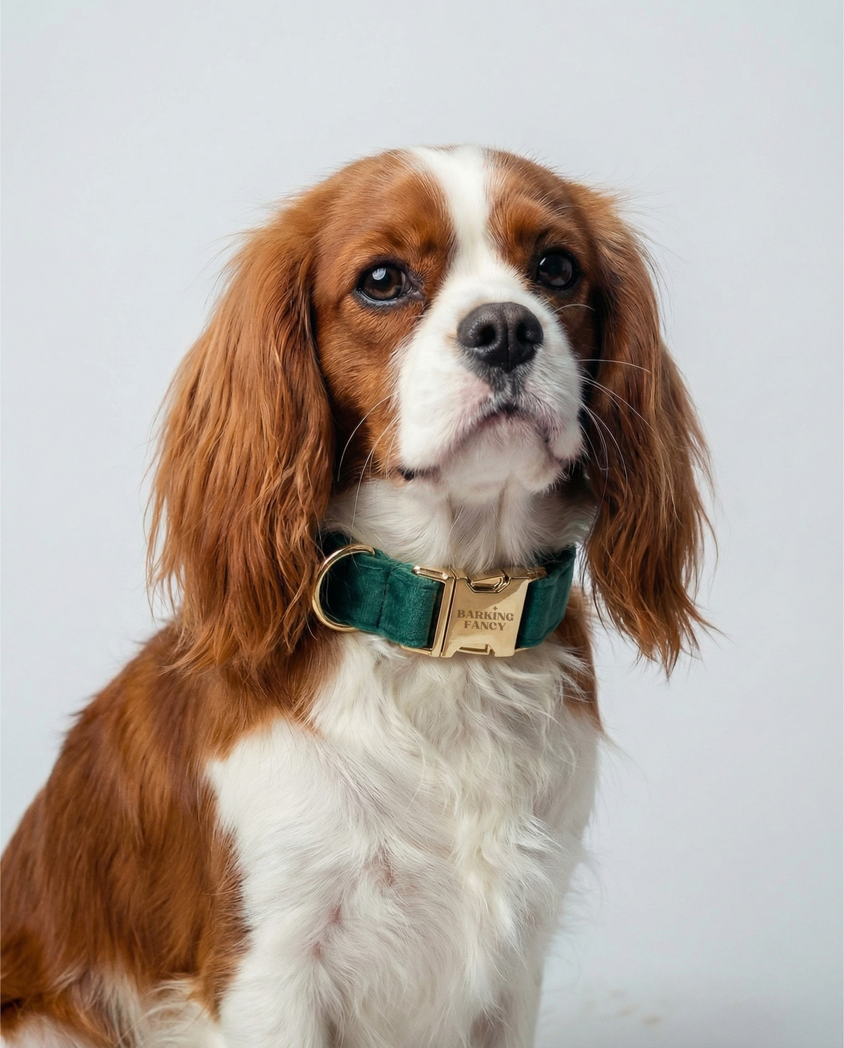 Cavalier King Charles Spaniel wearing the Fir Signature Velvet dog collar