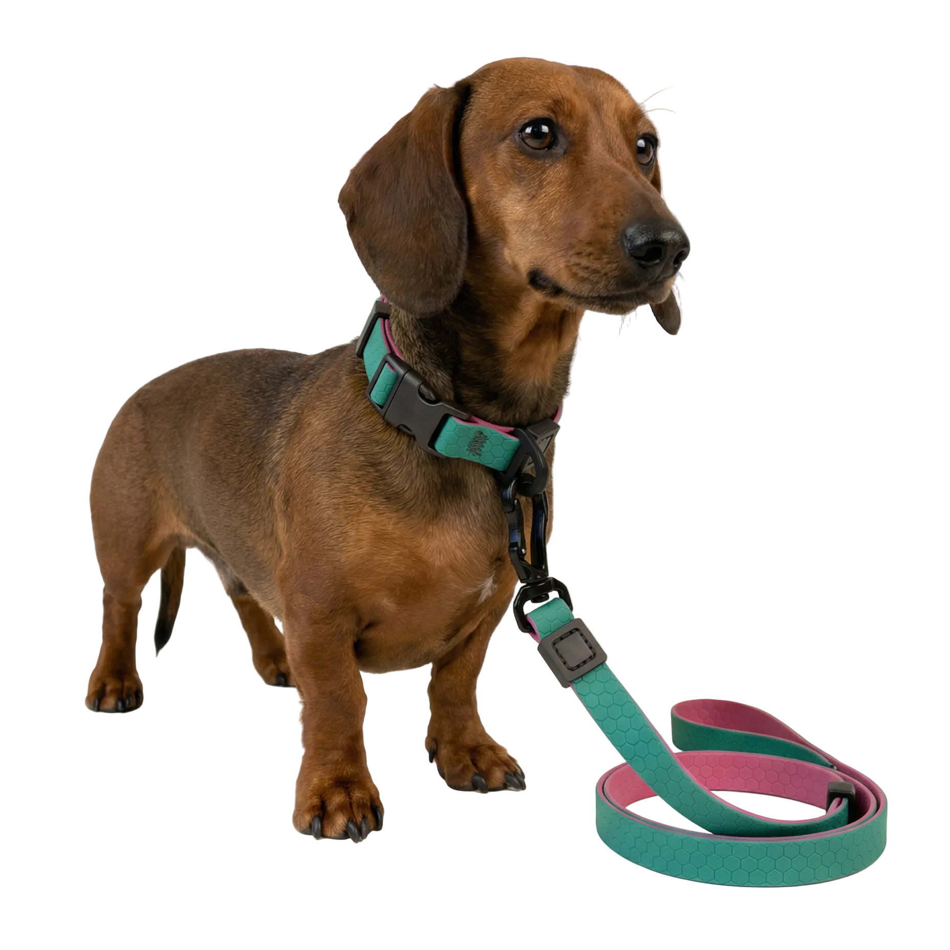 Dachshund in Green Hexagon Waterproof Walk Set
