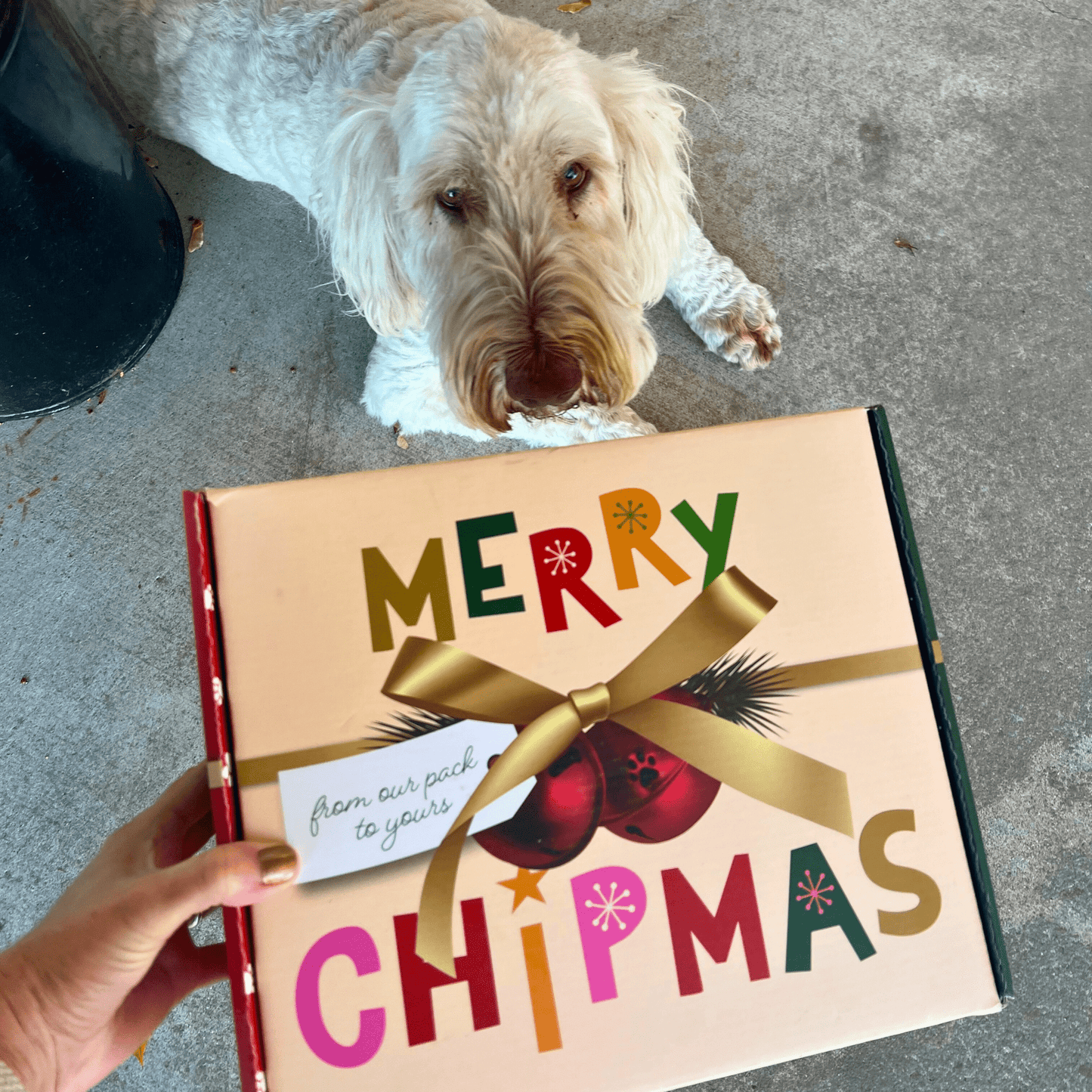 Santa Paws' Best Chipmas Dog Treat Box