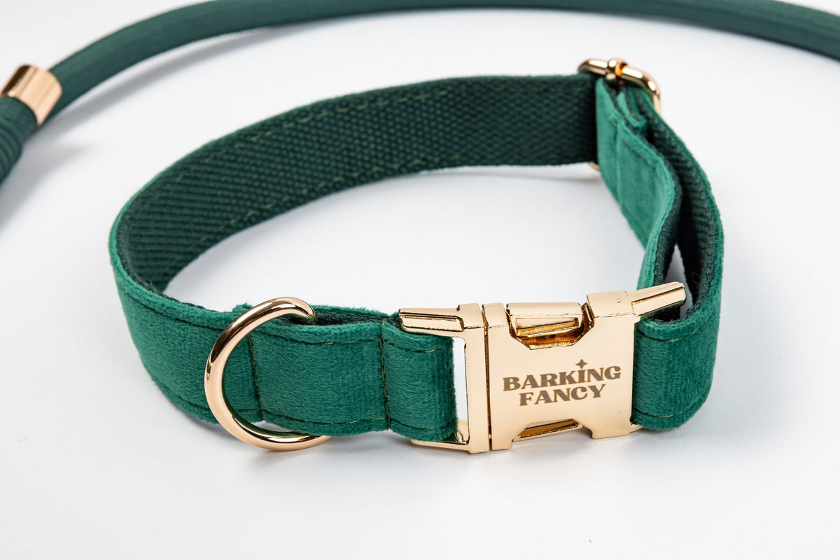 Deep green velvet dog collar with gold hardware, closeup of texture