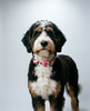 A Bernedoodle wearing the Paint Splash Biothane collar