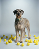 A Giant Schnauzer wearing the Pickleball Biothane collar