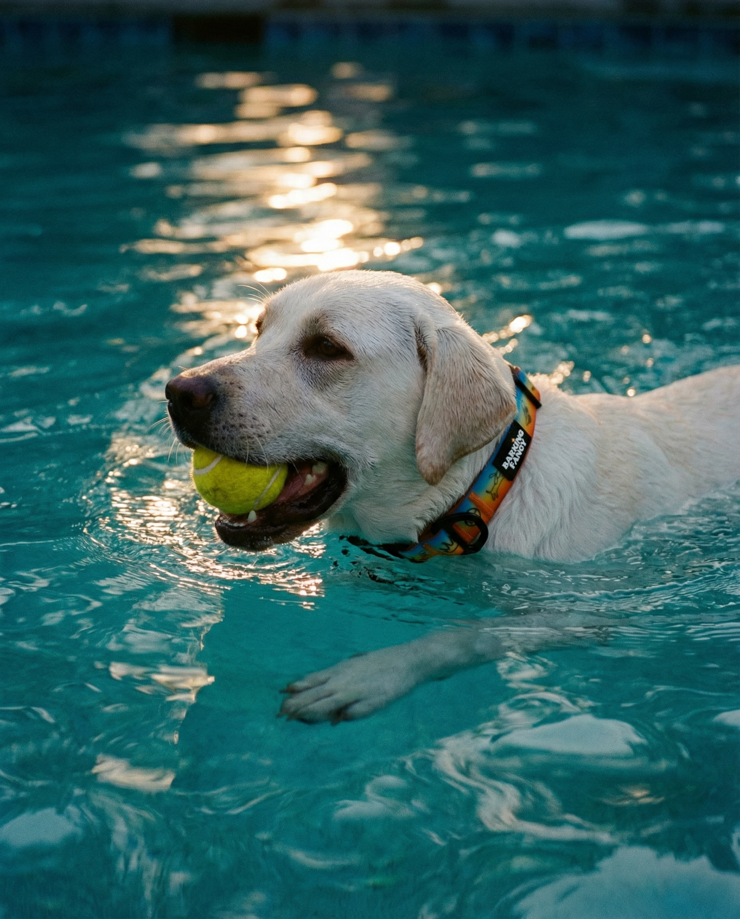 "Doodles" Waterproof Dog Collar - Orange Gradient