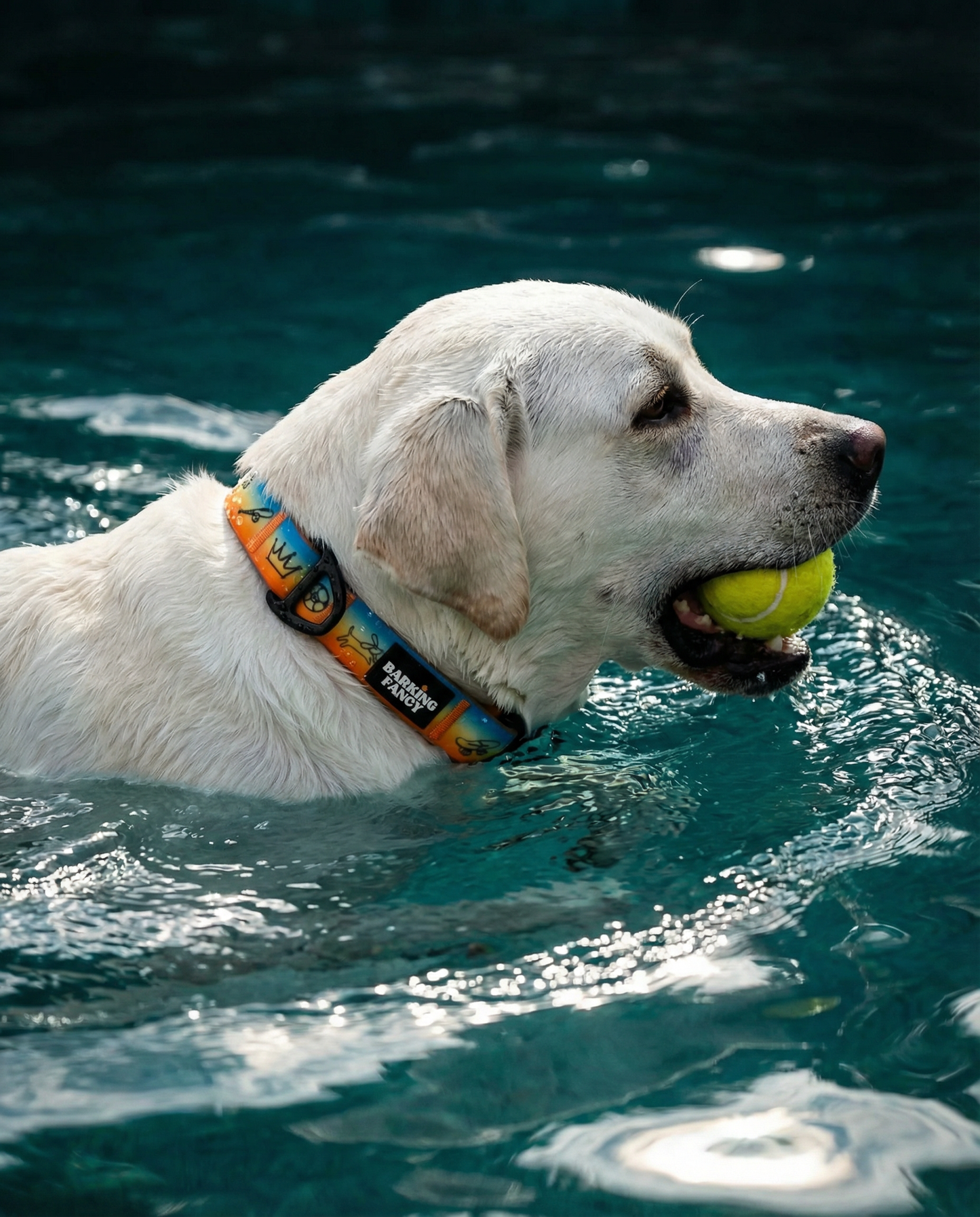 "Doodles" Waterproof Dog Collar - Orange Gradient