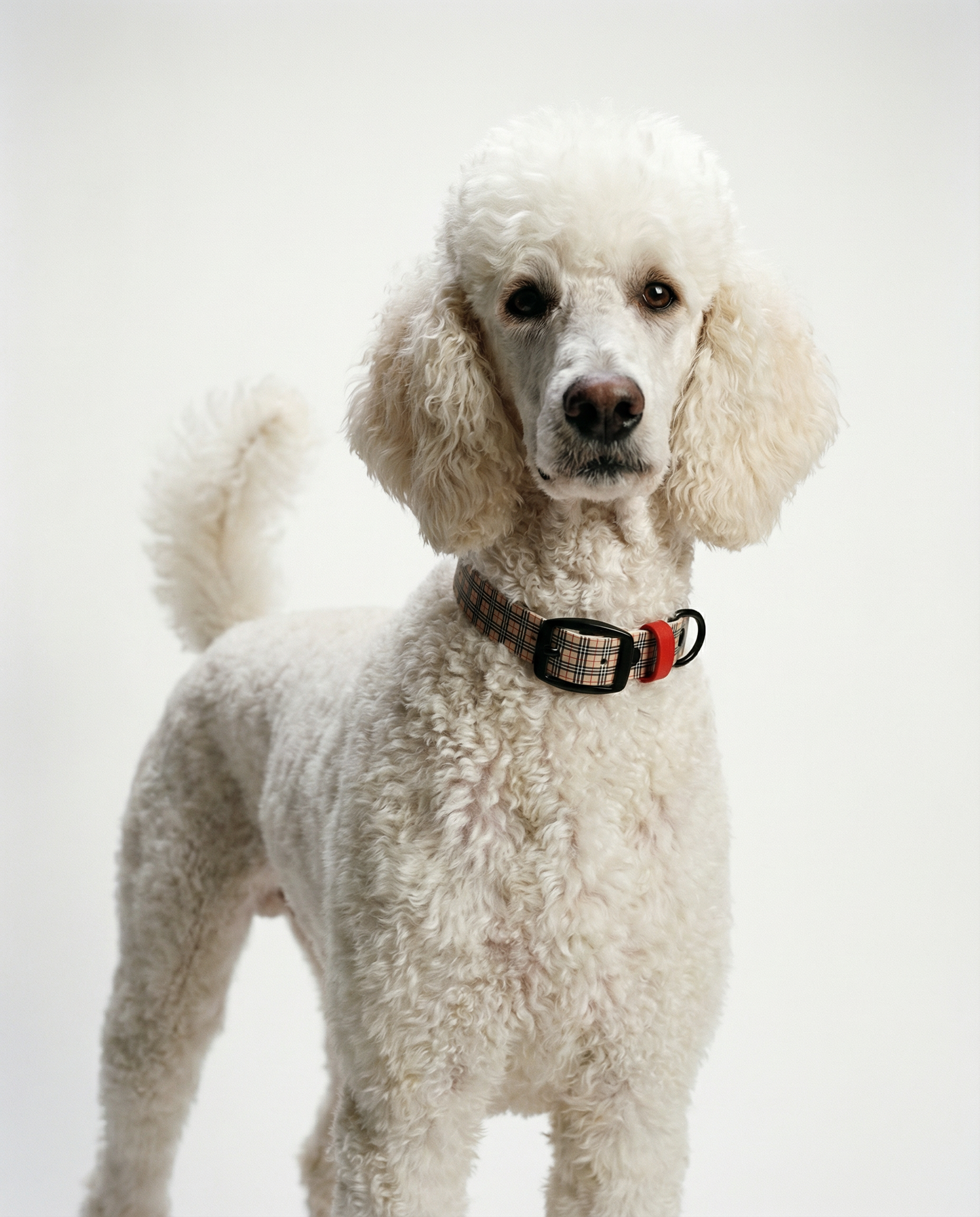 British Plaid Biothane Collar