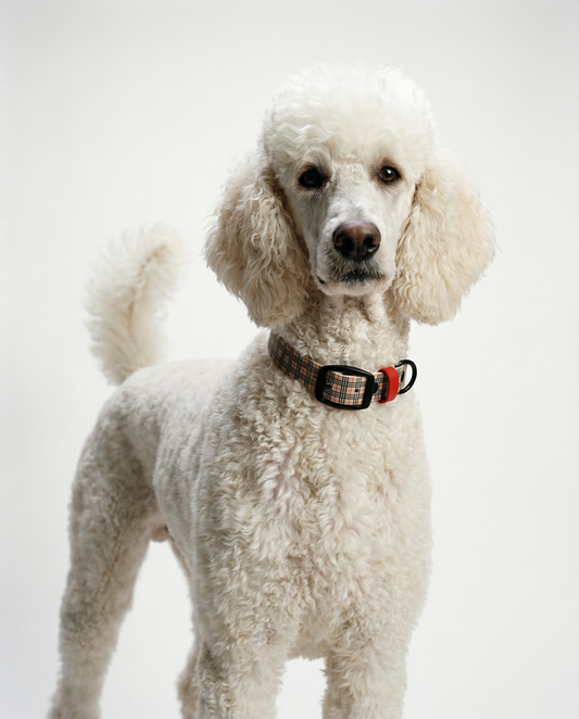 British Plaid Biothane Collar