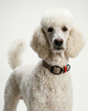 A white Standard Poodle wearing the British Plaid Biothane collar