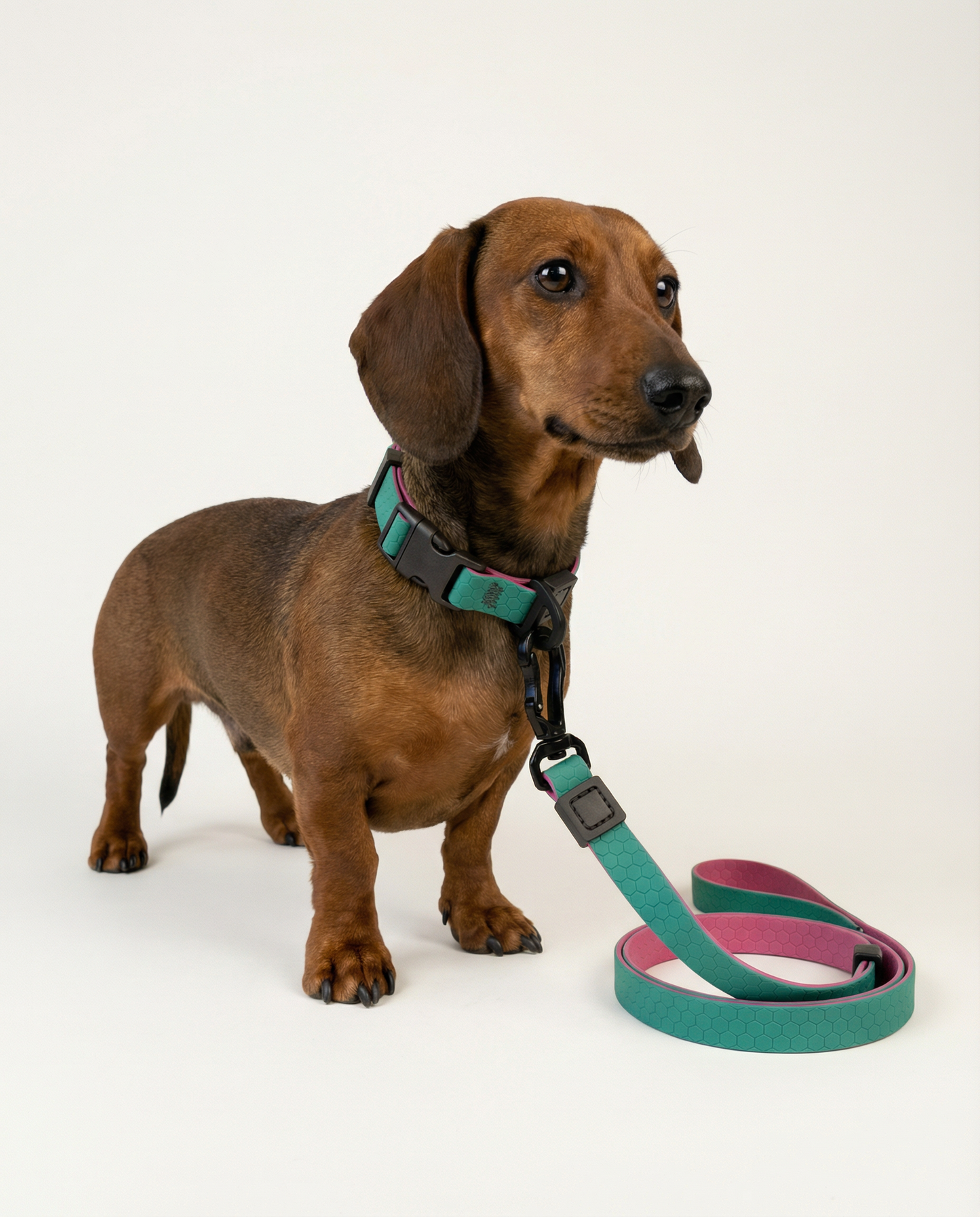 Hexagon Walk Set - Waterproof Collar & Leash Set for Small Dogs