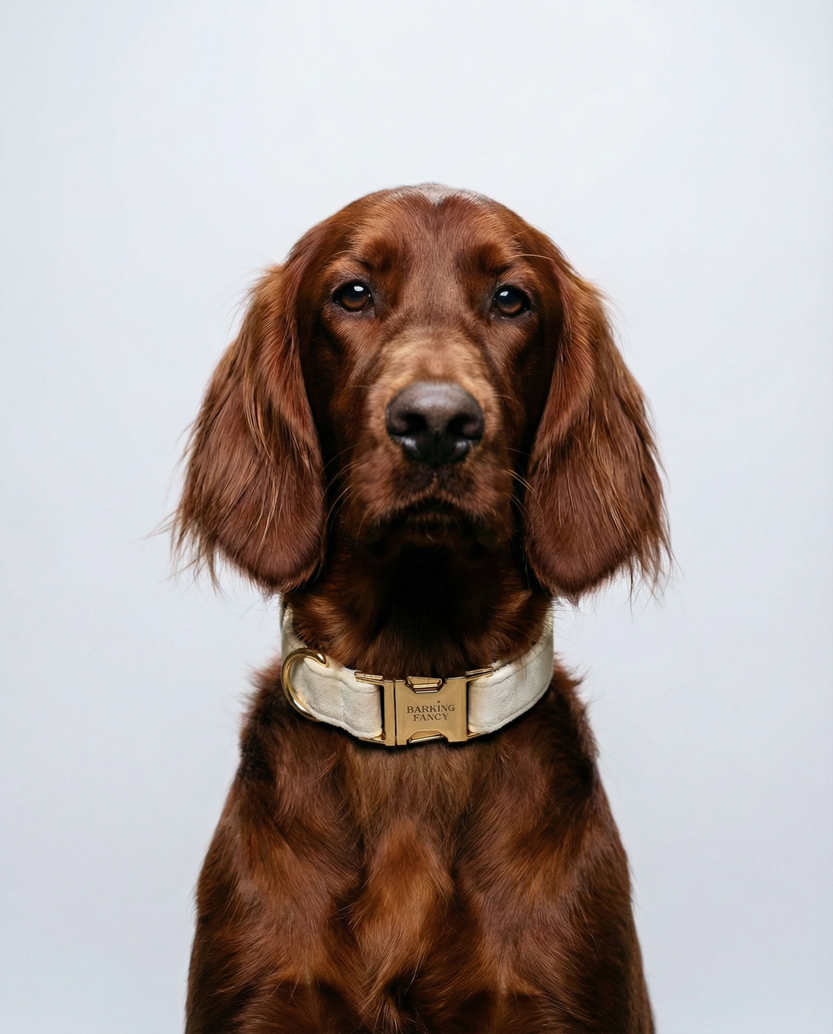 Irish Setter wearing cream colored velvet dog collar with gold hardware
