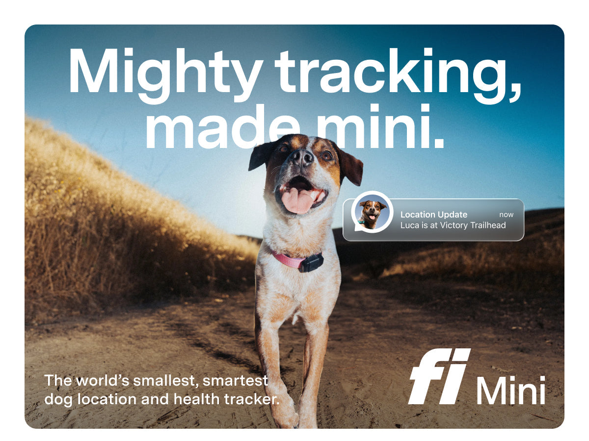 Fi Mini GPS Tracker for Dogs (6-Month Membership Included)