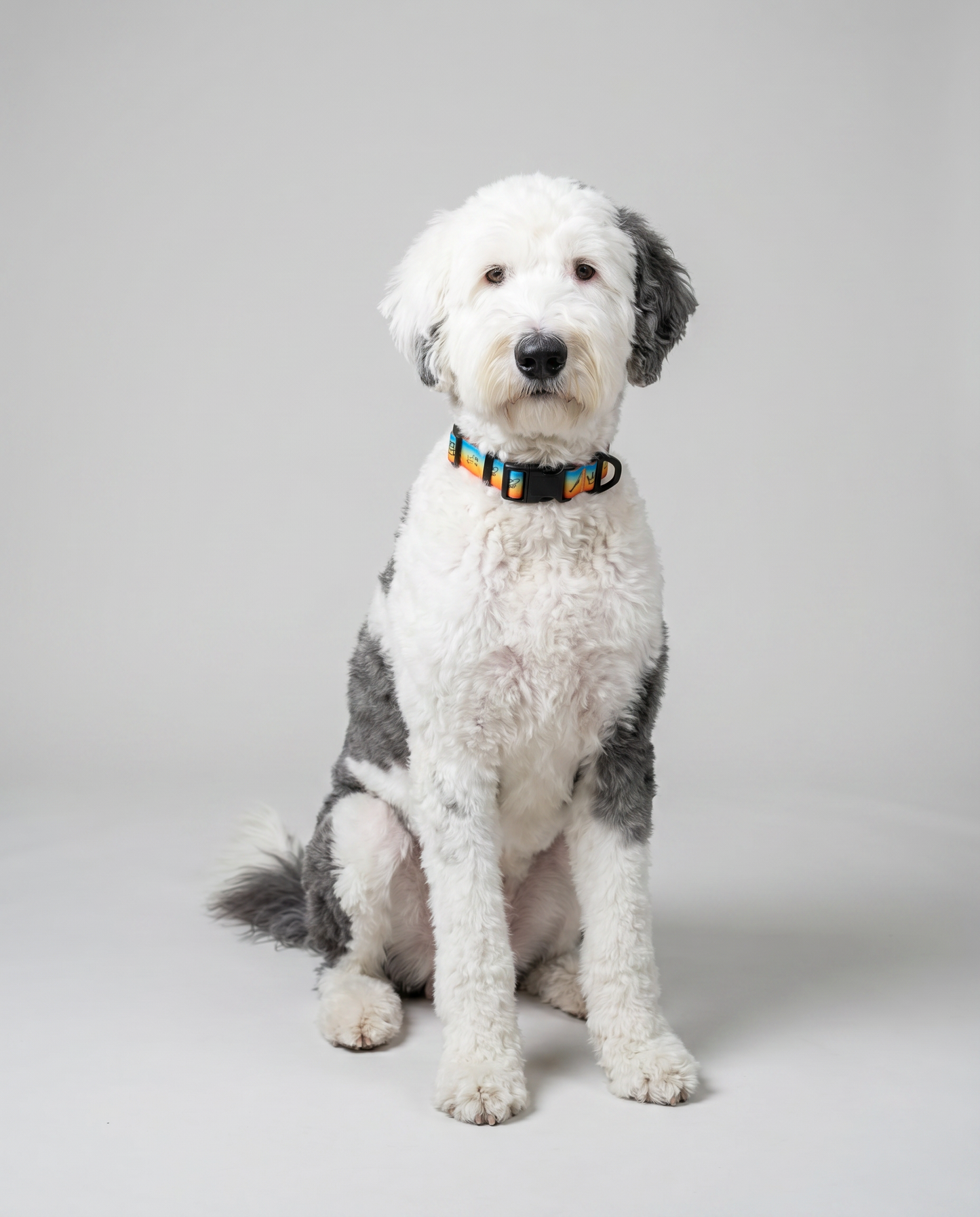 Doodles Print Waterproof Dog Collar - 2 Colors