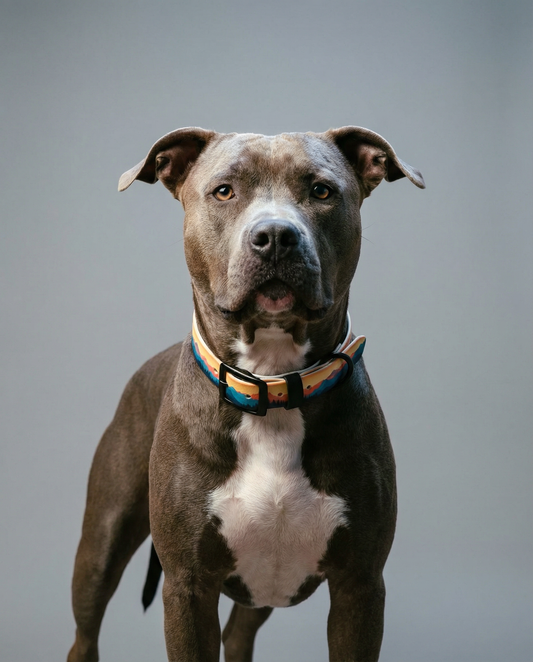 Dog wearing a colorful collar on a gray background