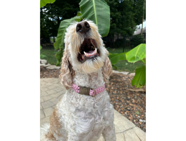 Cobra Braid in Pink & White Stripes - Handmade Dog Collar