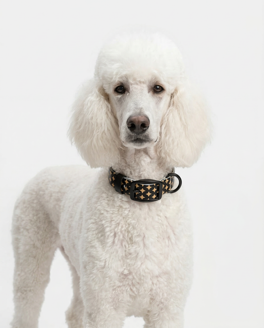 White poodle wearing a black collar with gold star pattern on white background