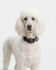White poodle wearing a black collar with gold star pattern on white background
