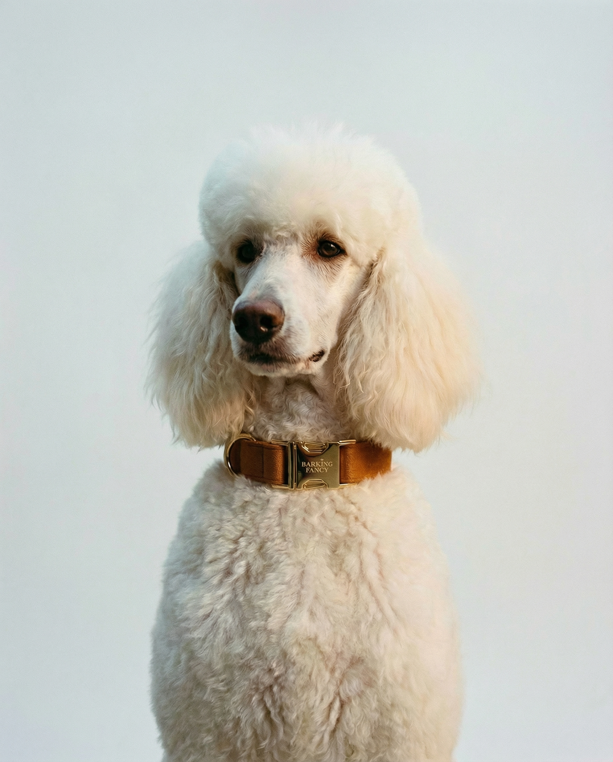 White poodle wearing the Caramel Signature Velvet dog collar
