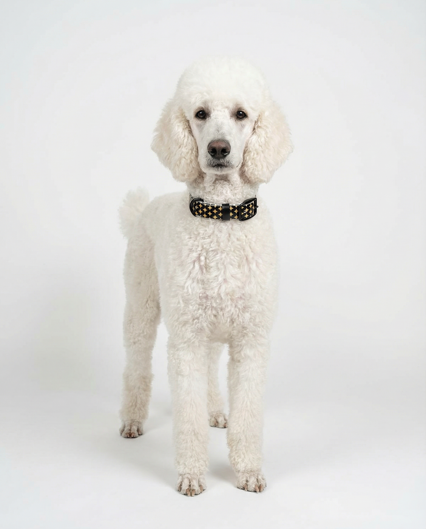 White standard poodle wearing a black collar with a gold star pattern on a white background