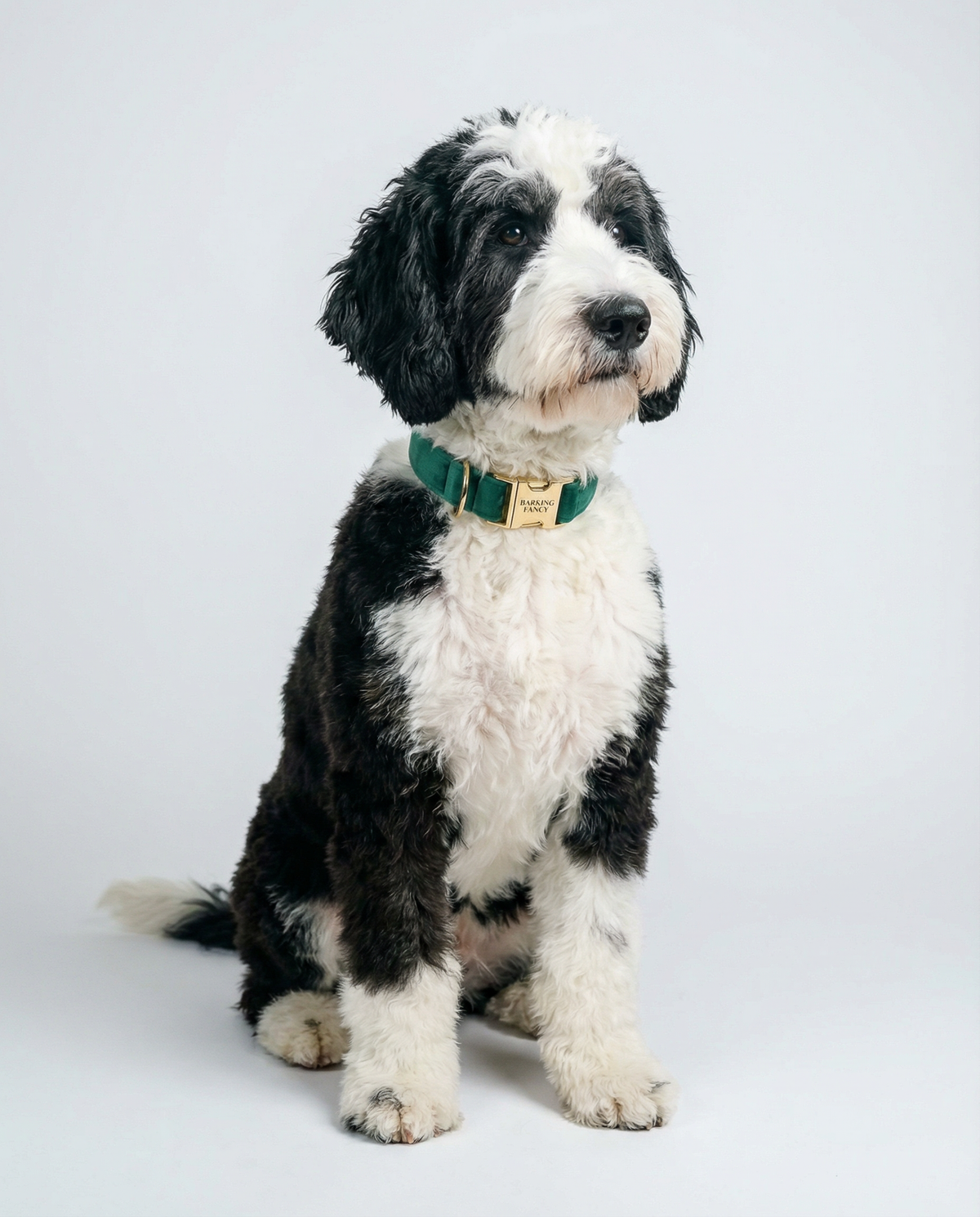 Sheepadoodle wearing the Fir Signature Velvet dog collar