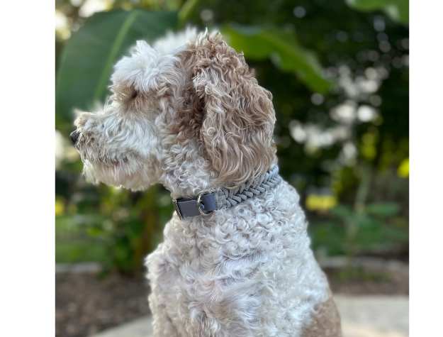 Fishtail Hand Braided Dog Collar in Graphite & Smoke