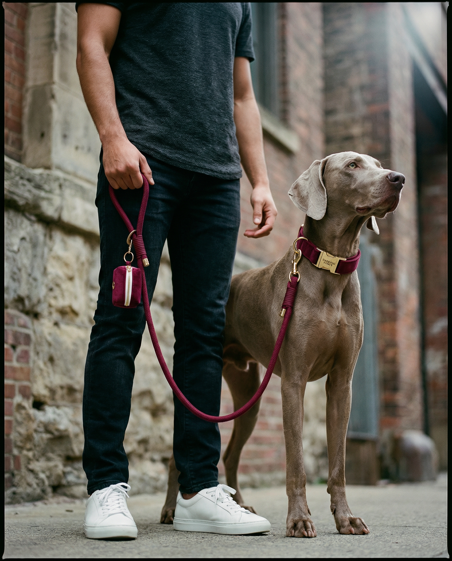 Person walking a dog on a luxury burgundy leash in an urban setting