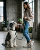 Dog wearing deep green velvet dog collar with gold hardware and coordinating rope leash and poop bag holder