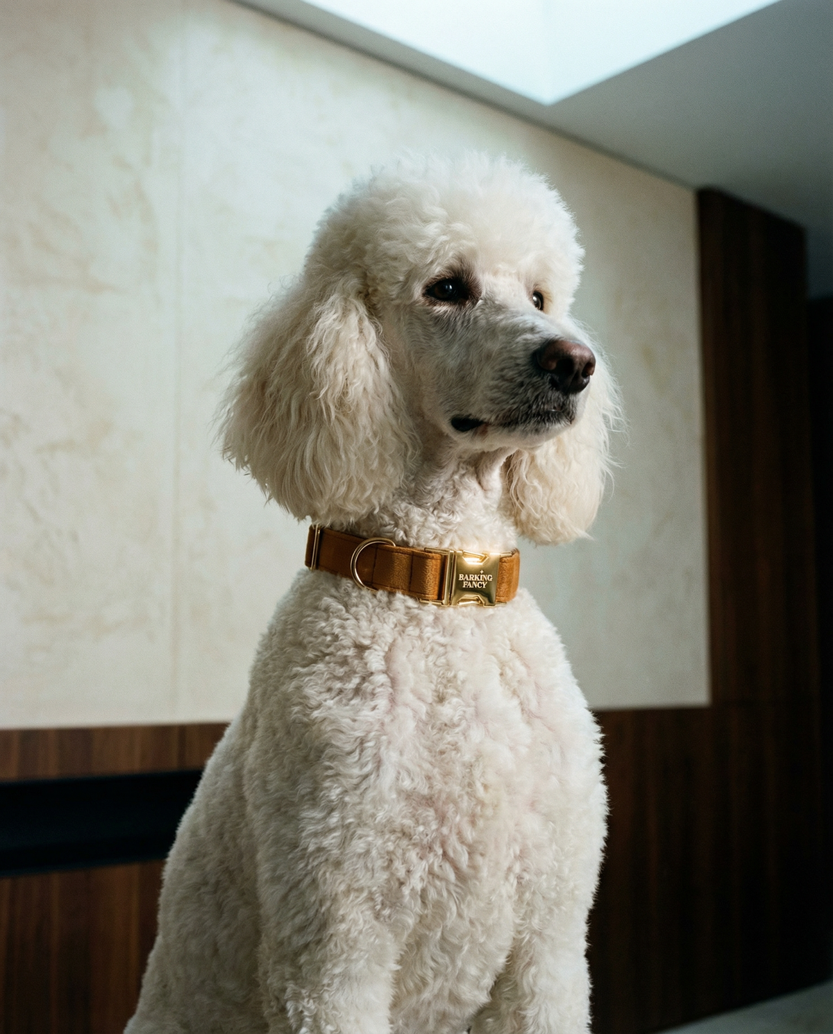 Standard Poodle wearing the Caramel Signature Velvet dog collar