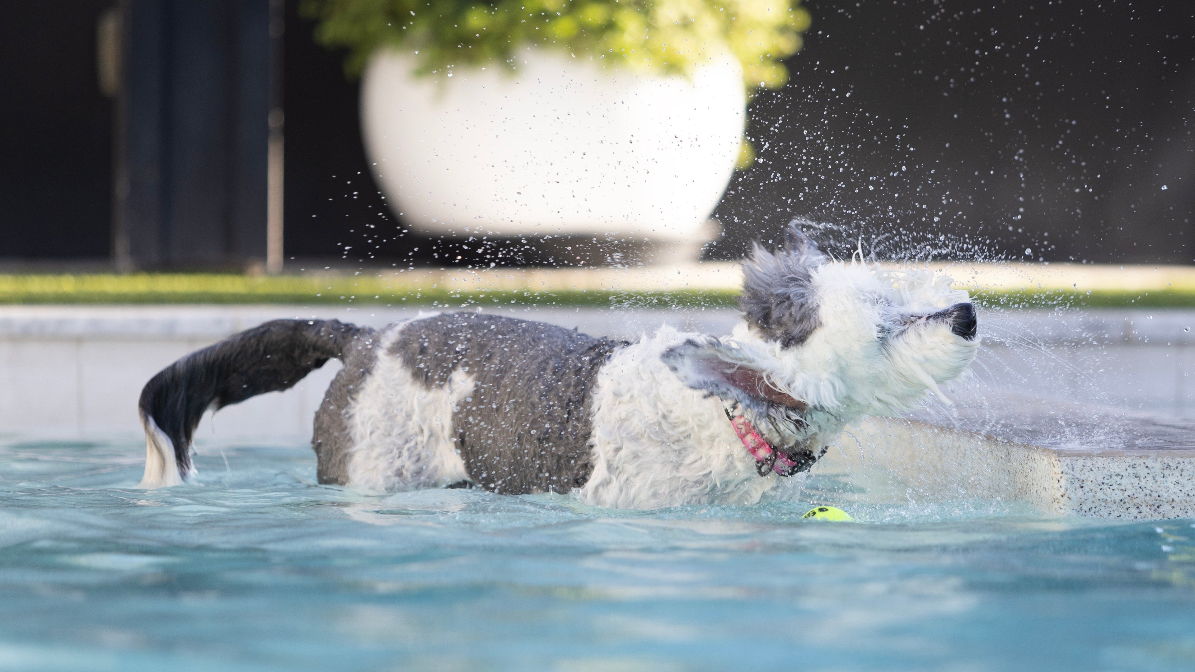 Dog Swimming In Waterproof Dog Collar