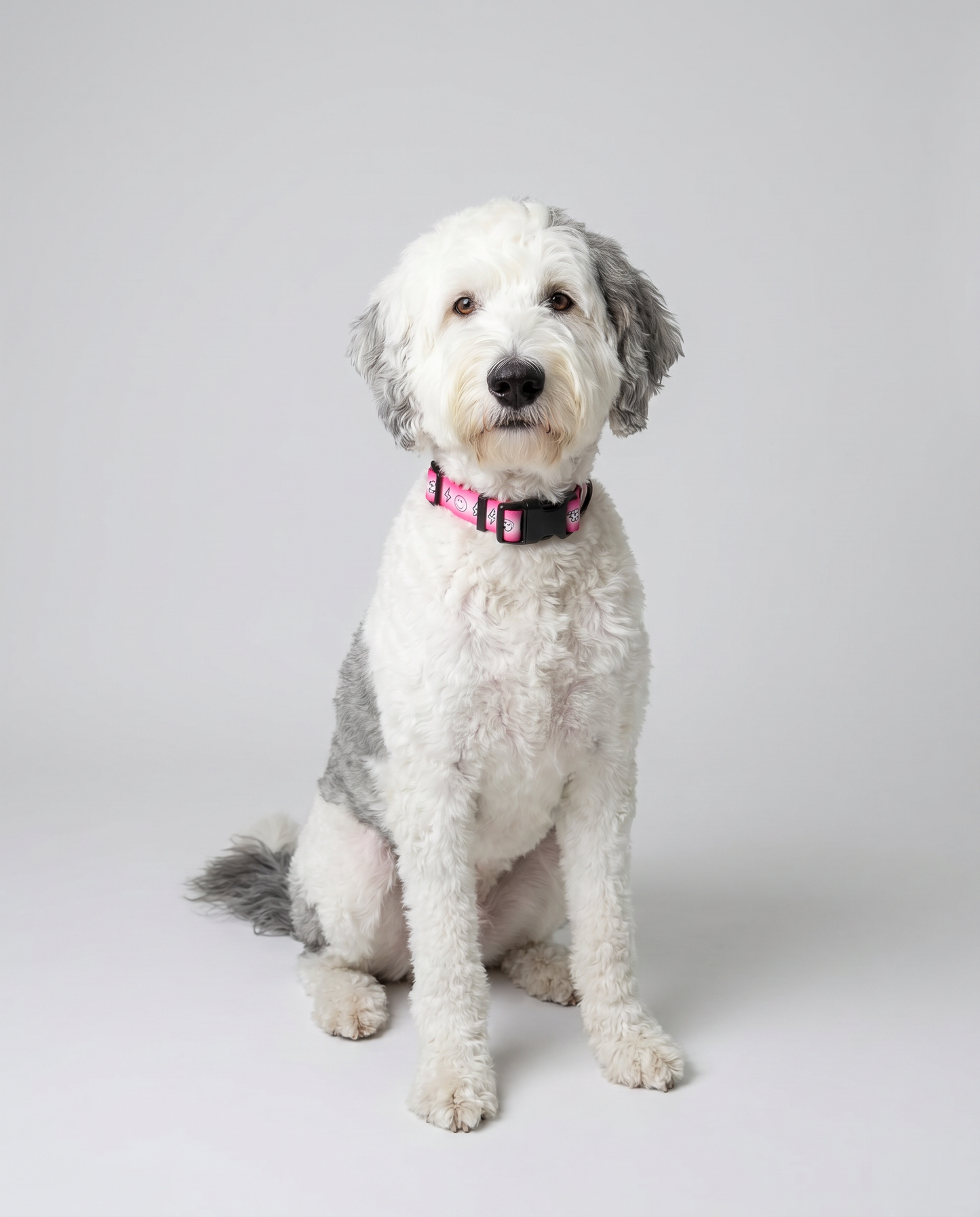 Doodles Print Waterproof Dog Collar - 2 Colors
