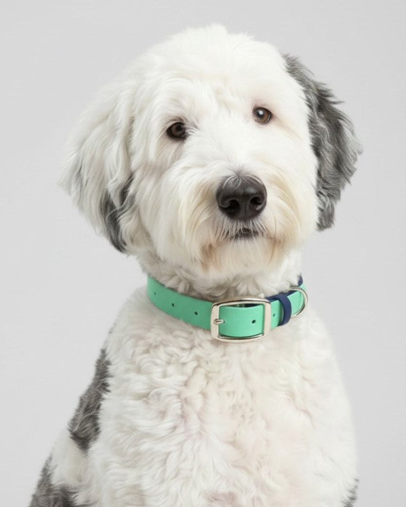 Custom Two-Color Biothane Collar