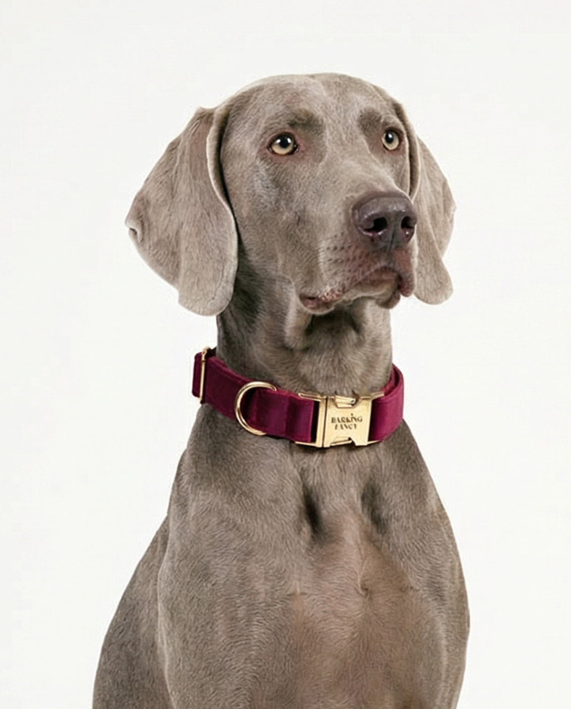 Dog wearing a burgundy vevlet collar with a gold buckle on a white background