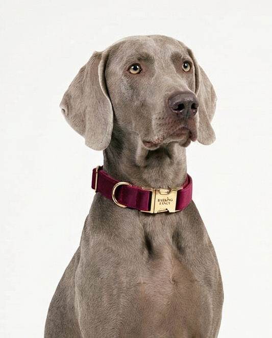 Dog wearing a burgundy vevlet collar with a gold buckle on a white background