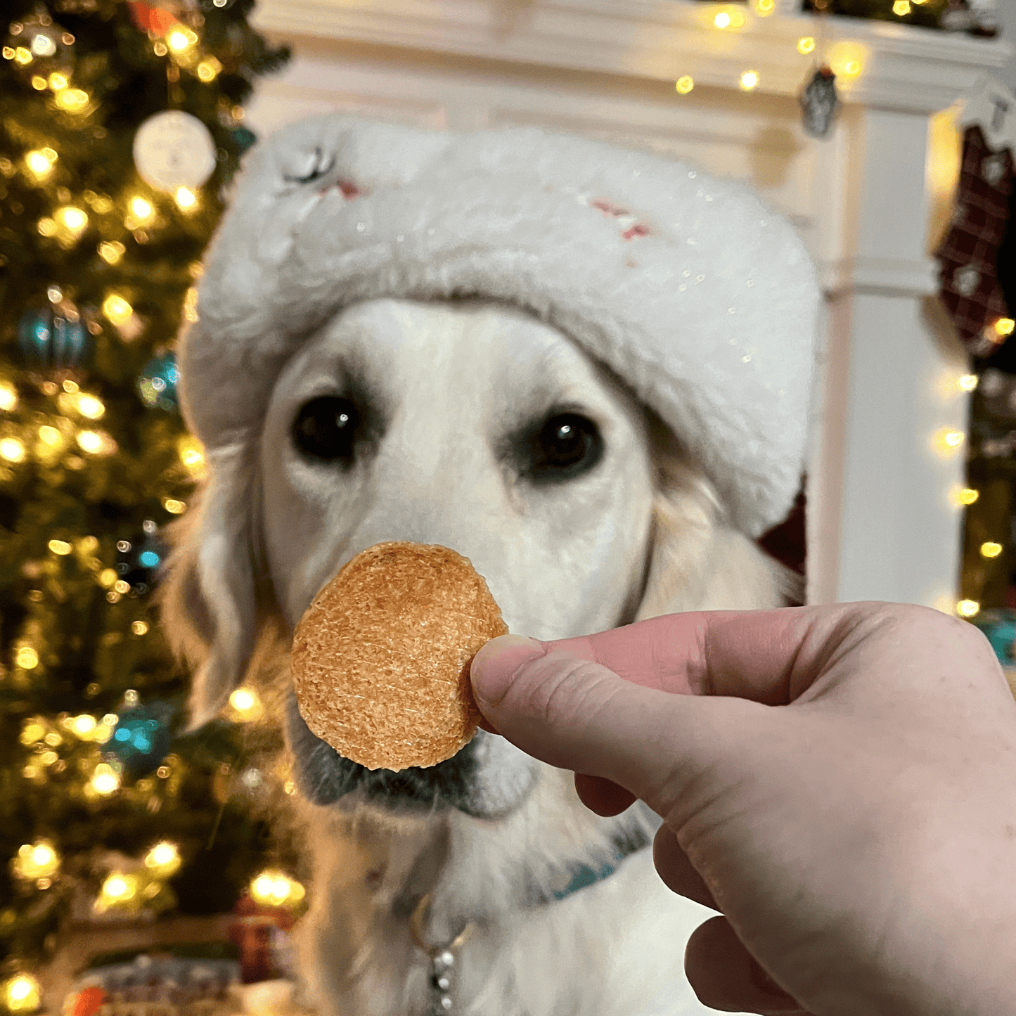 Santa Paws' Best Chipmas Dog Treat Box