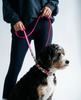 A Bernedoodle wearing the Paint Splash Biothane collar and leash set