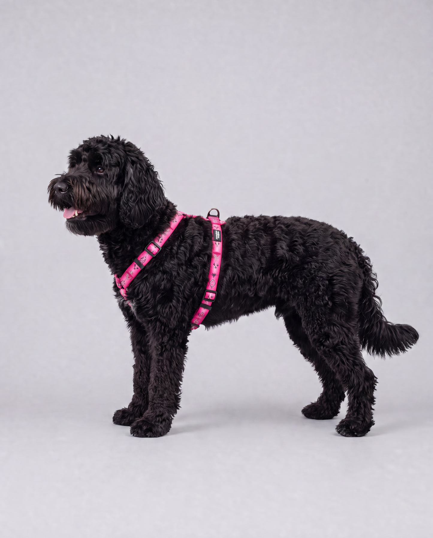Doodles Print Waterproof Dog Harness - 2 Colors