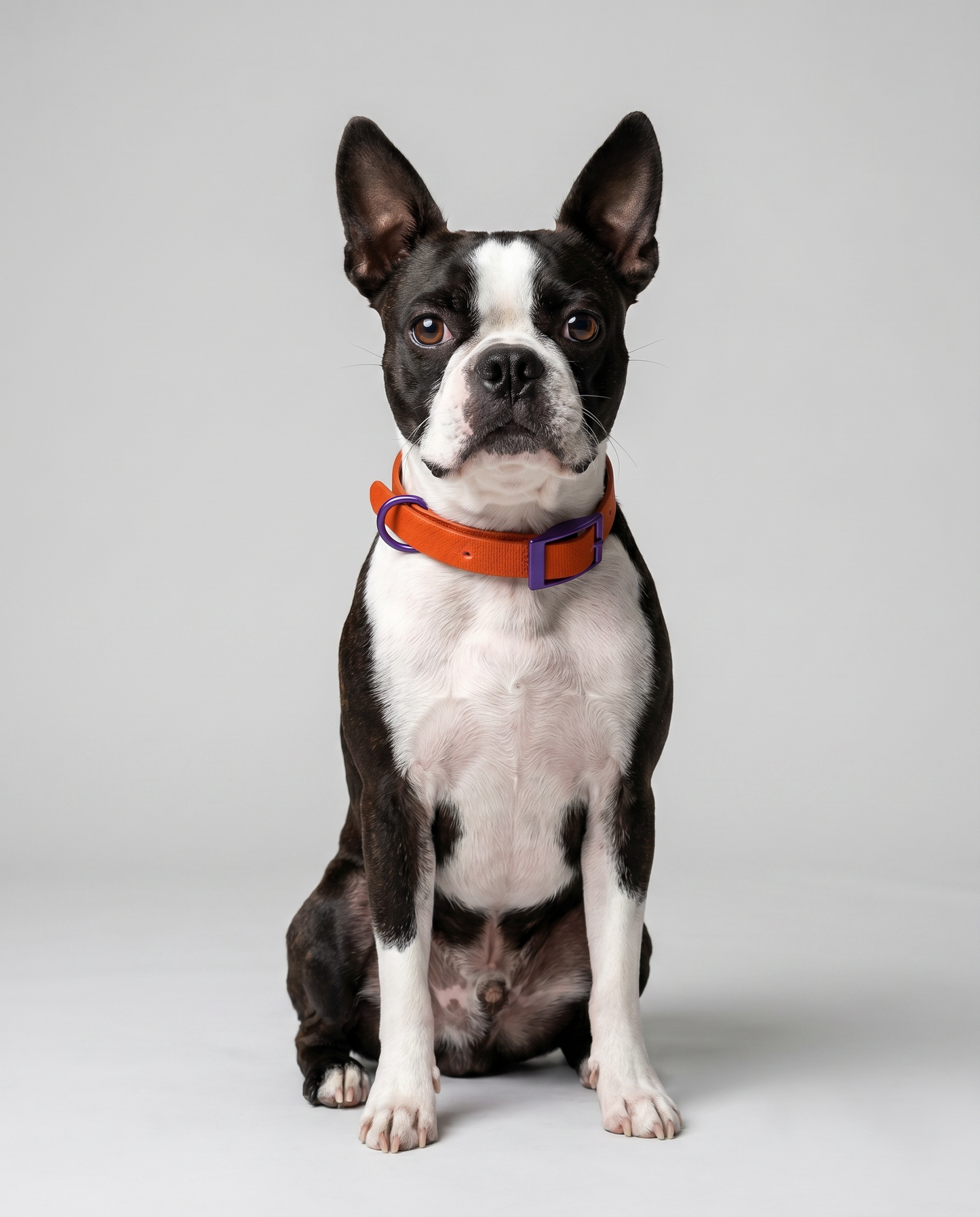 Jelly Collar - Waterproof Collar For Small Dogs