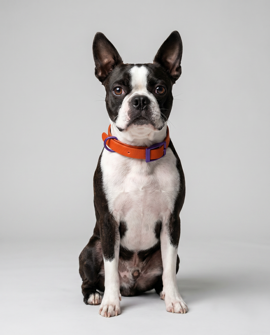 Jelly Collar - Waterproof Collar For Small Dogs