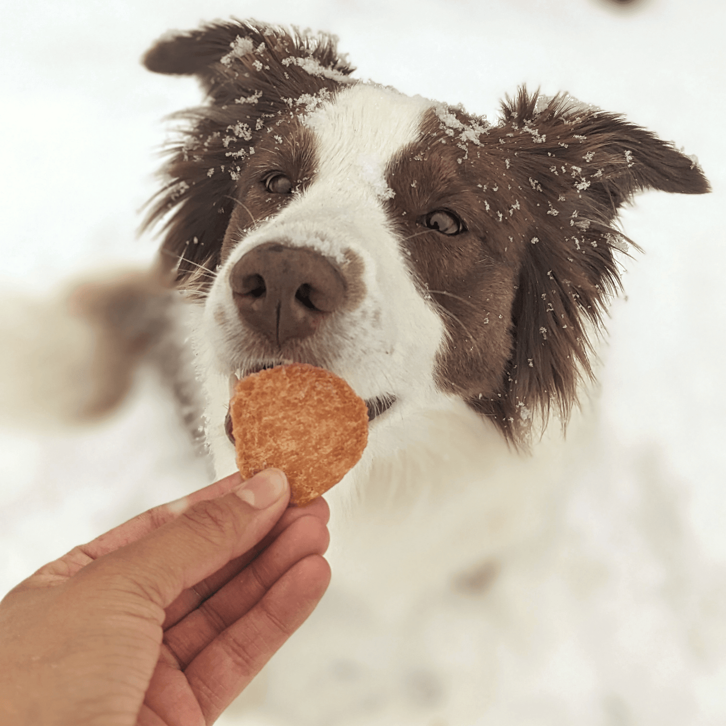 Holiday Chips for Dogs