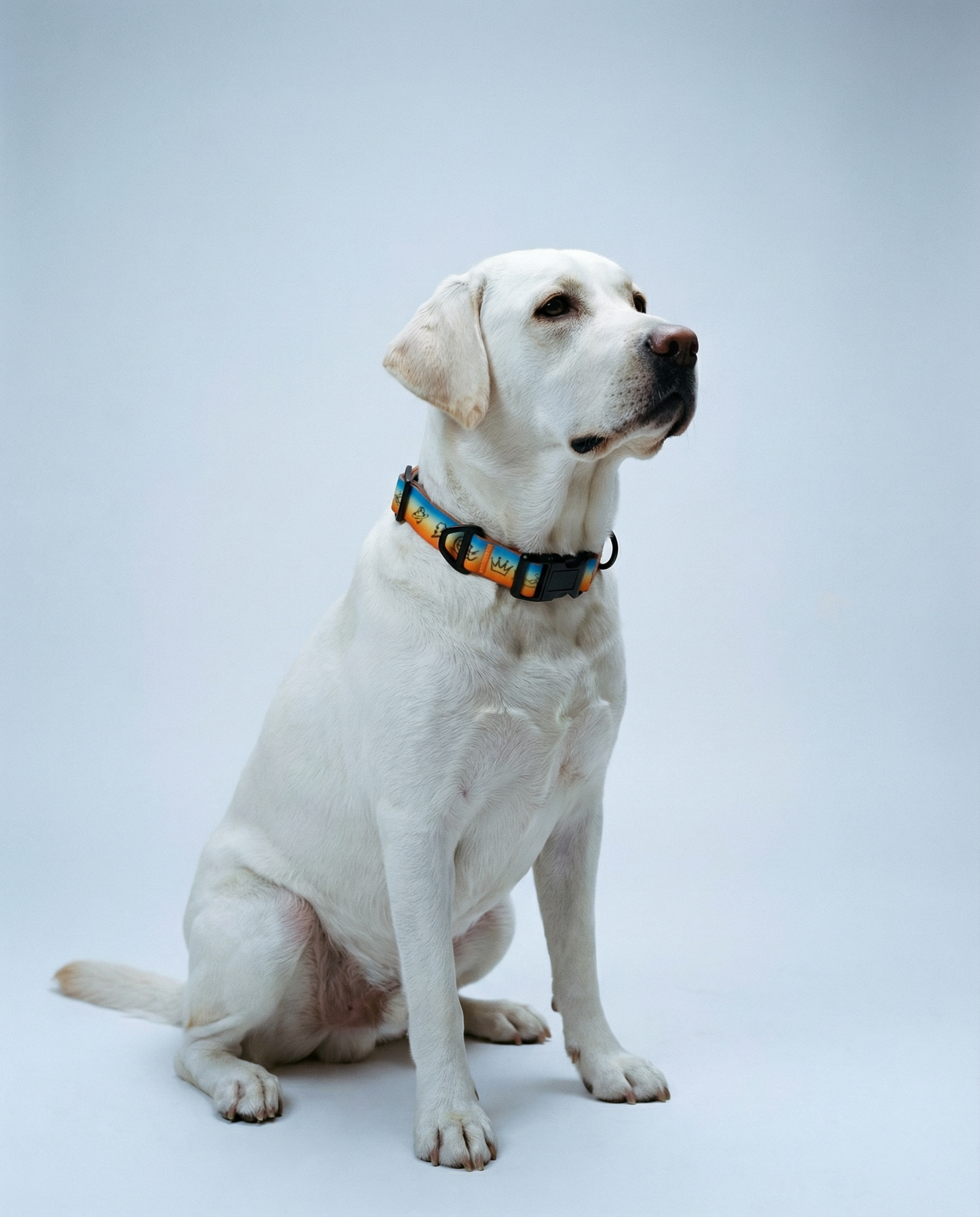 "Doodles" Waterproof Dog Collar - Orange Gradient