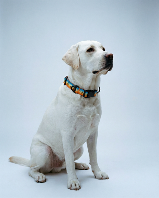 "Doodles" Waterproof Dog Collar - Orange Gradient