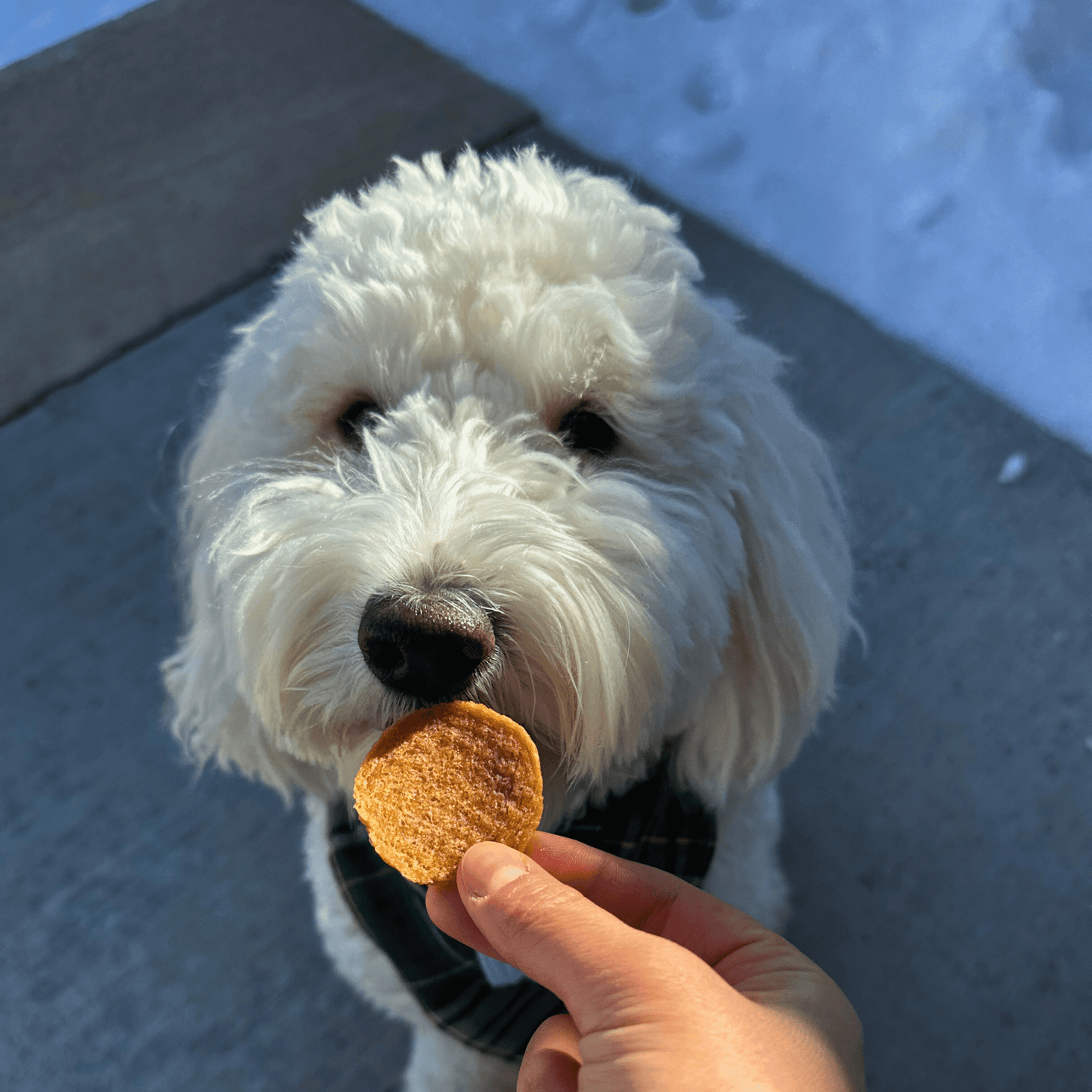 Holiday Chips for Dogs