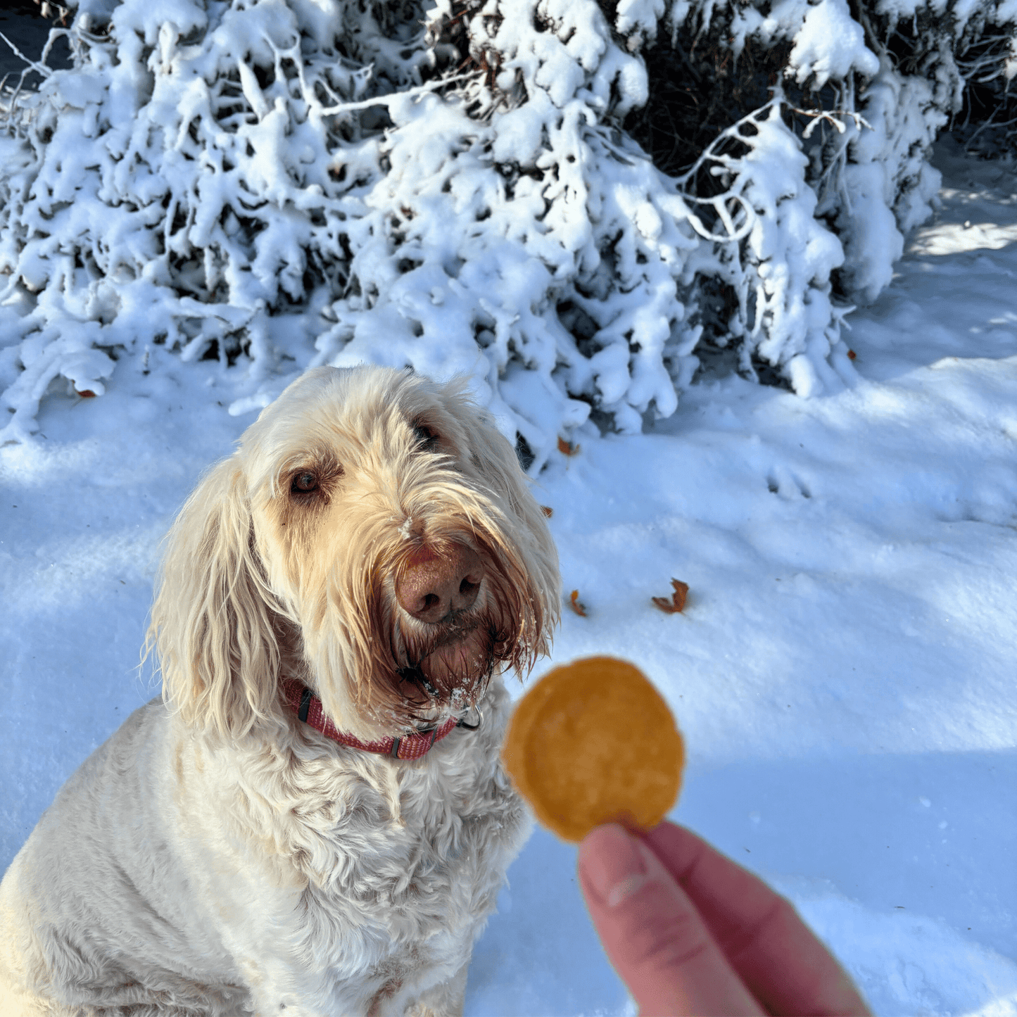 Holiday Chips for Dogs