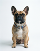 The Preppy Plaid Biothane dog collar, worn by a French Bulldog
