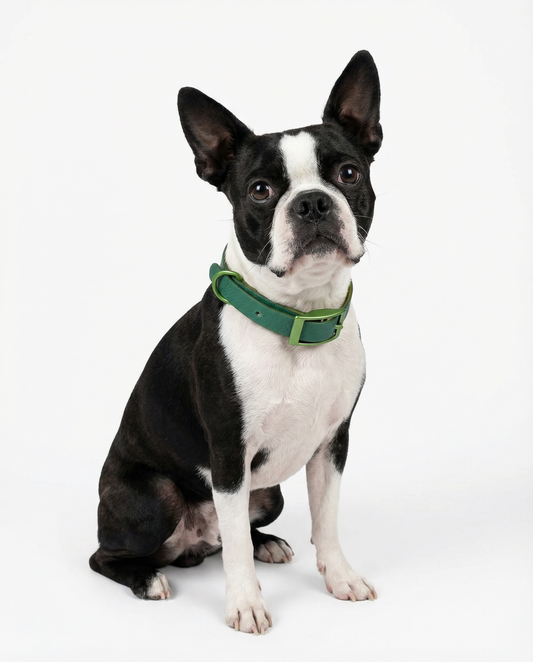 Green Jelly Collar - Waterproof Collar For Small Dogs