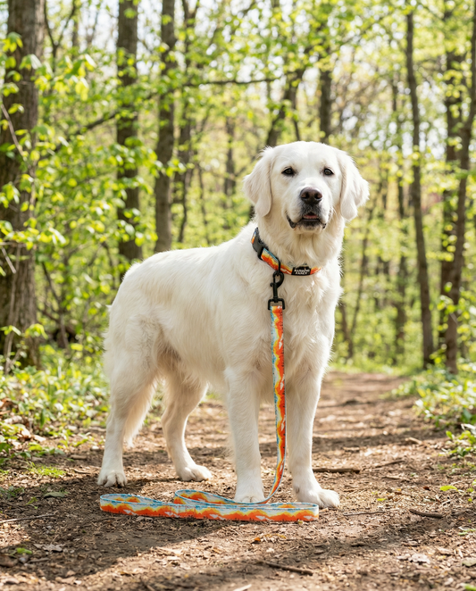 Mountainscape Dog Leash - Orange